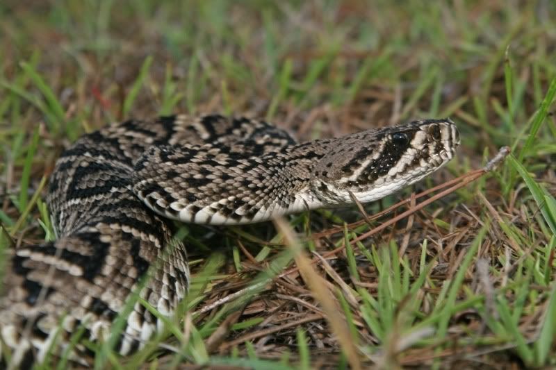 First US Herping Trip - Everglades National Park April 2011 - Field ...